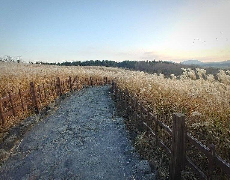 제주 혼자 여행 산굼부리 억새 버스 택시